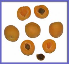 Apricot