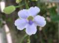 Thunbergia Laurifolia Organic Plant Extract for Mood Uplifting