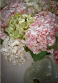 Hydrangea